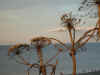 Berwick_Law_through_the_buds.JPG (60273 bytes)
